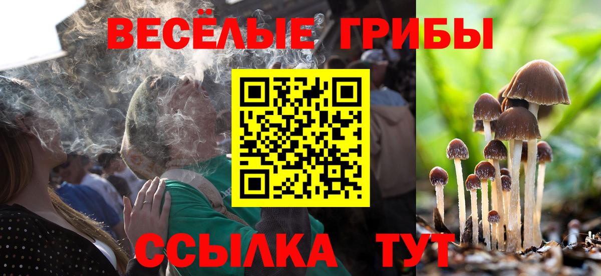 Галлюциногенные грибы Psilocybe Георгиевск